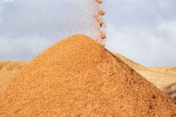 Động lực nào cho năng lượng sinh khối Việt Nam?